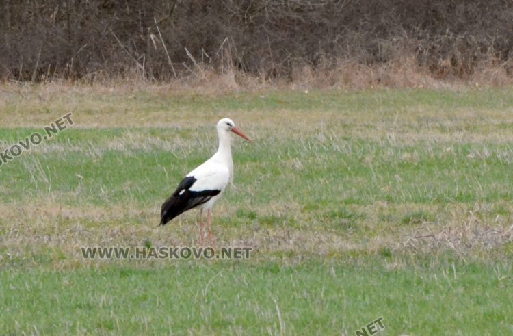 Топлите зими оставят щъркелите по родните им места