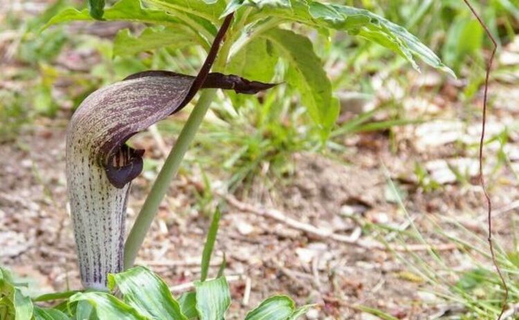 Растението Arisaema thunbergii е смъртоносен капан за гъбичните комари, които го опрашват.