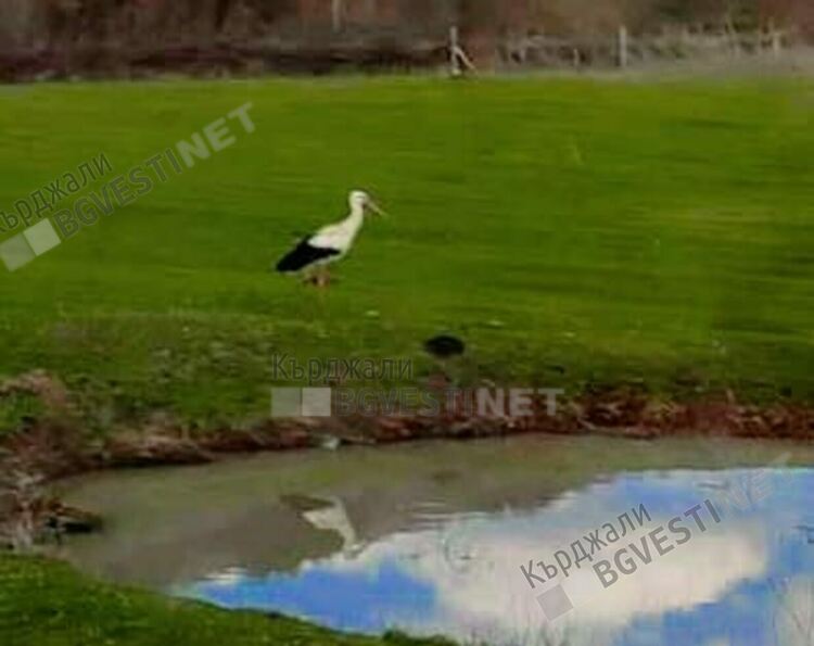 Първият щъркел в Кърджалийско кацна не къде да е а до Птичар