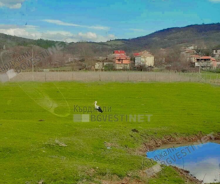 Първият щъркел в Кърджалийско кацна не къде да е а до Птичар