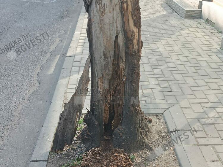 Дърво на оживена улица в Кърджали е опасно, всеки момент може да се пречупи