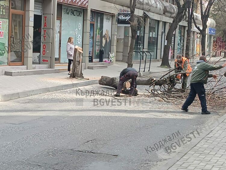 Светкавична реакция на Община Кърджали, отрязаха опасното дърво в центъра на града