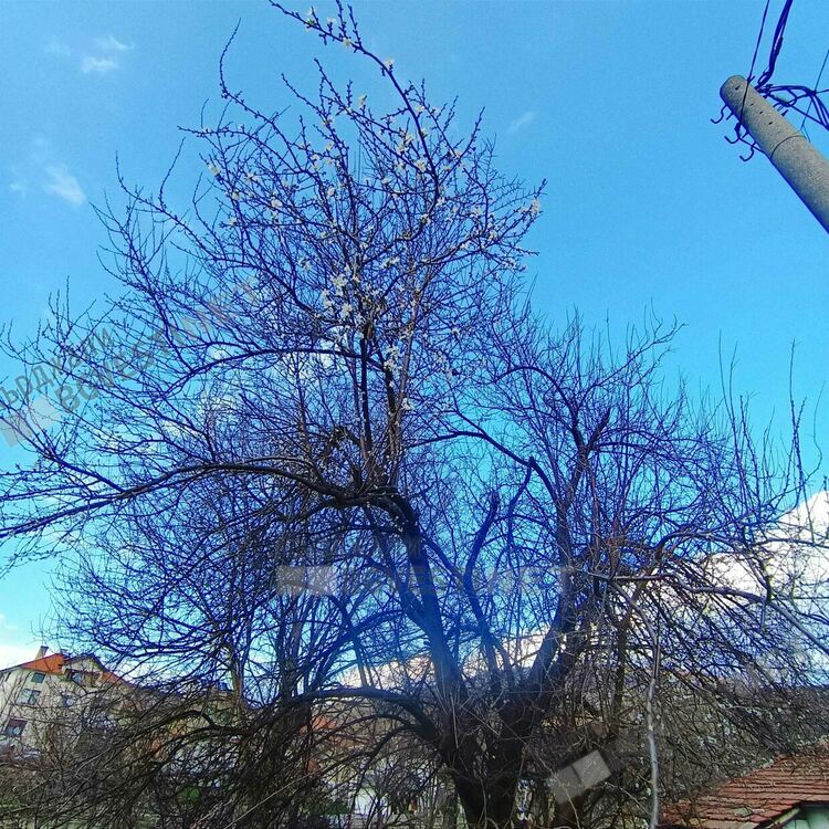 Джанките цъфнаха в Кърджалийско в навечерието на Баба Марта