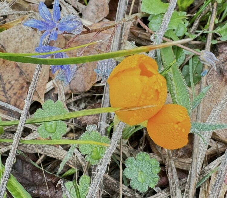 снимка Красимира Радева