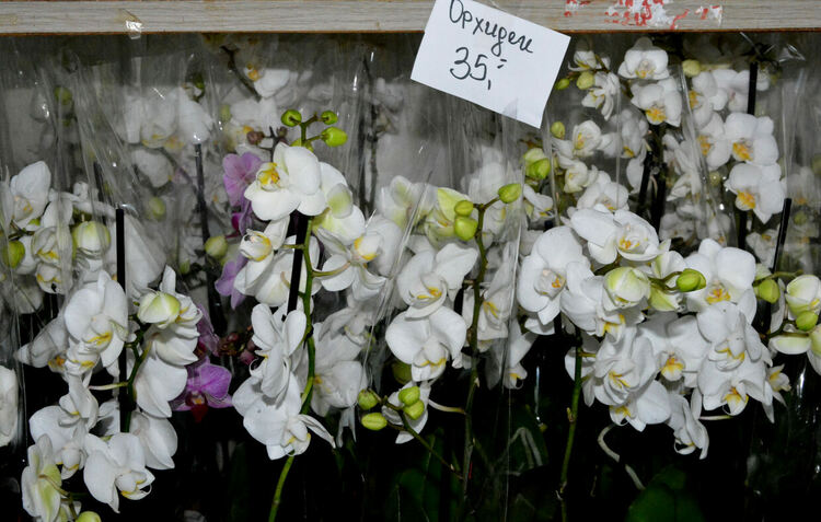 Вечна роза за любимата жена