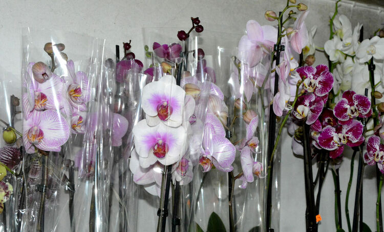 Вечна роза за любимата жена