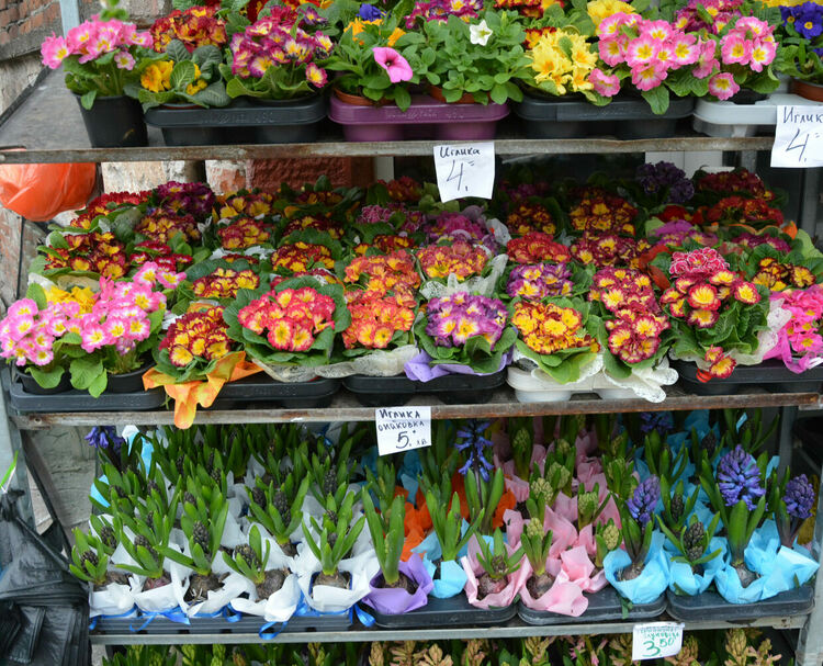 Вечна роза за любимата жена