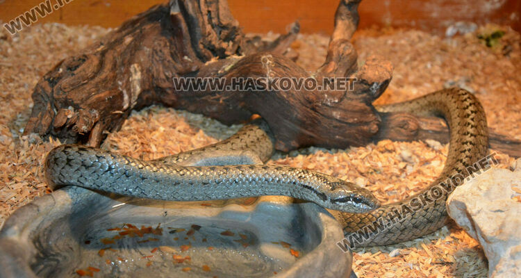 Показват 44 вида влечуги в Хасково, сред тях е най-отровната змия в Индия