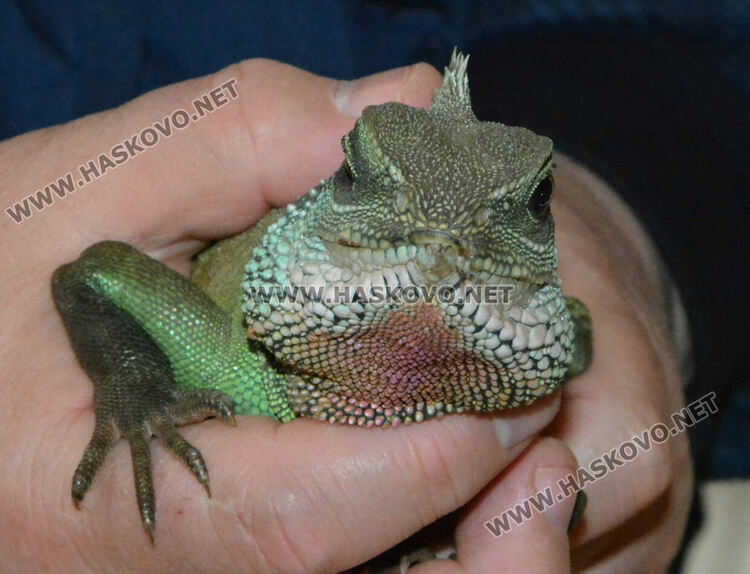 Показват 44 вида влечуги в Хасково, сред тях е най-отровната змия в Индия