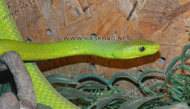 Показват 44 вида влечуги в Хасково, сред тях е най-отровната змия в Индия