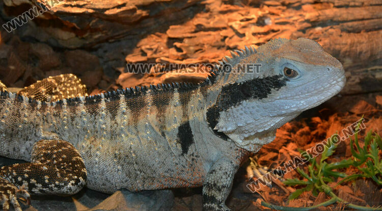 Показват 44 вида влечуги в Хасково, сред тях е най-отровната змия в Индия