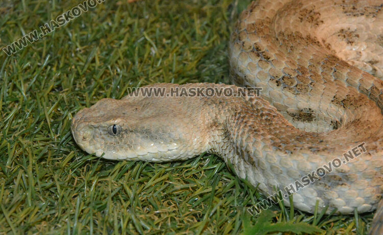 Показват 44 вида влечуги в Хасково, сред тях е най-отровната змия в Индия