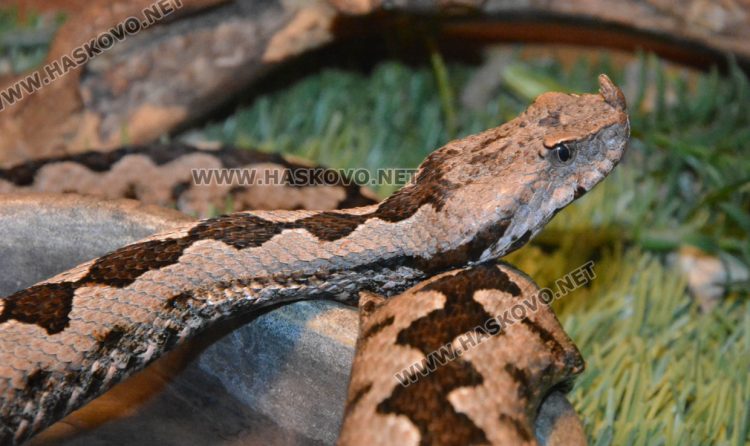 Показват 44 вида влечуги в Хасково, сред тях е най-отровната змия в Индия