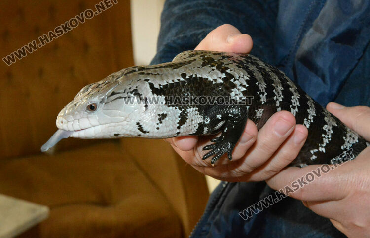 Показват 44 вида влечуги в Хасково, сред тях е най-отровната змия в Индия
