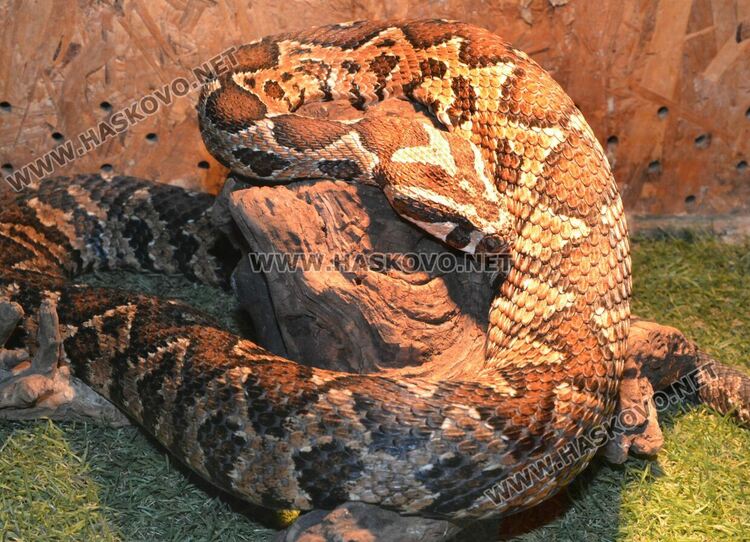 Показват 44 вида влечуги в Хасково, сред тях е най-отровната змия в Индия