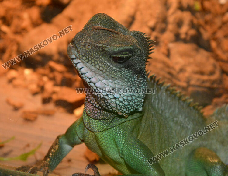 Показват 44 вида влечуги в Хасково, сред тях е най-отровната змия в Индия
