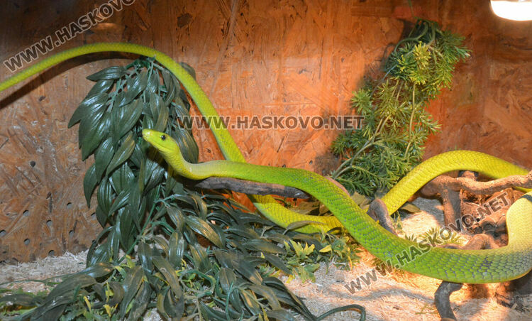 Показват 44 вида влечуги в Хасково, сред тях е най-отровната змия в Индия