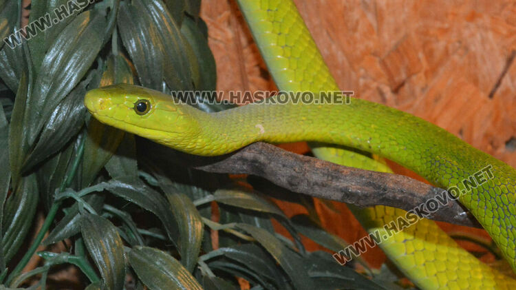 Показват 44 вида влечуги в Хасково, сред тях е най-отровната змия в Индия