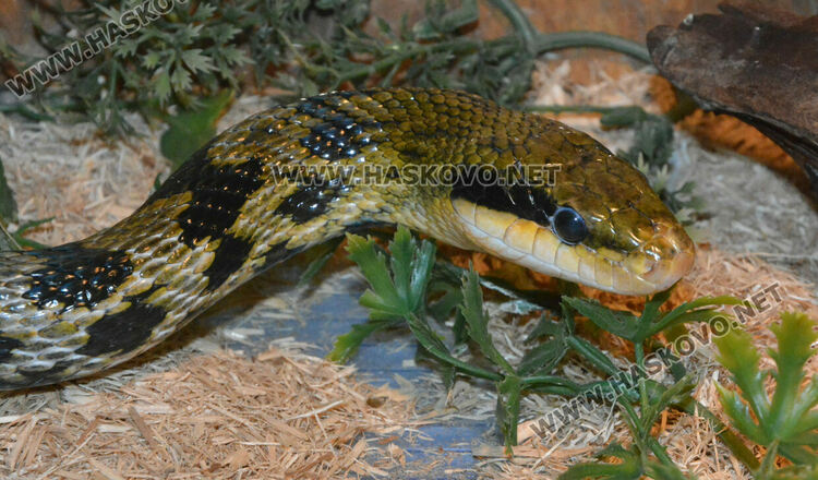 Показват 44 вида влечуги в Хасково, сред тях е най-отровната змия в Индия