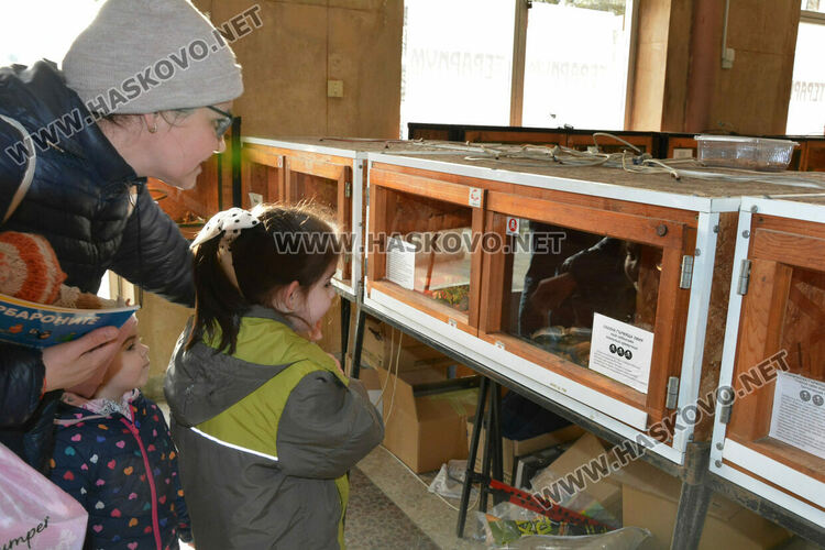 Показват 44 вида влечуги в Хасково, сред тях е най-отровната змия в Индия