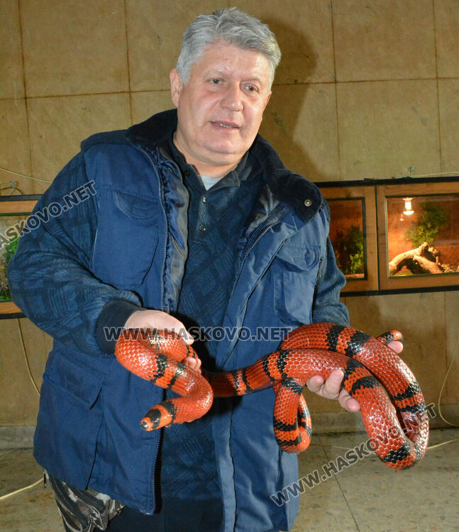 Показват 44 вида влечуги в Хасково, сред тях е най-отровната змия в Индия