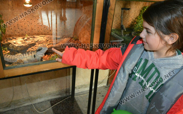 Показват 44 вида влечуги в Хасково, сред тях е най-отровната змия в Индия