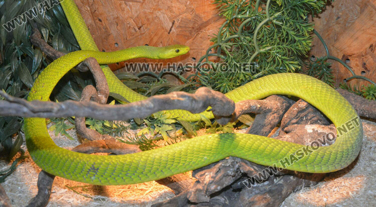 Показват 44 вида влечуги в Хасково, сред тях е най-отровната змия в Индия