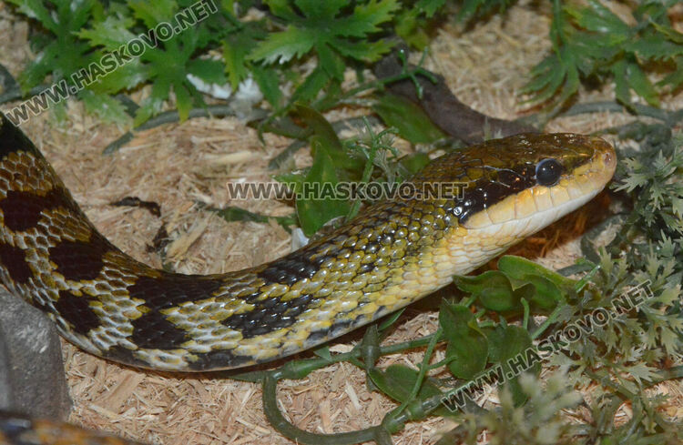 Показват 44 вида влечуги в Хасково, сред тях е най-отровната змия в Индия