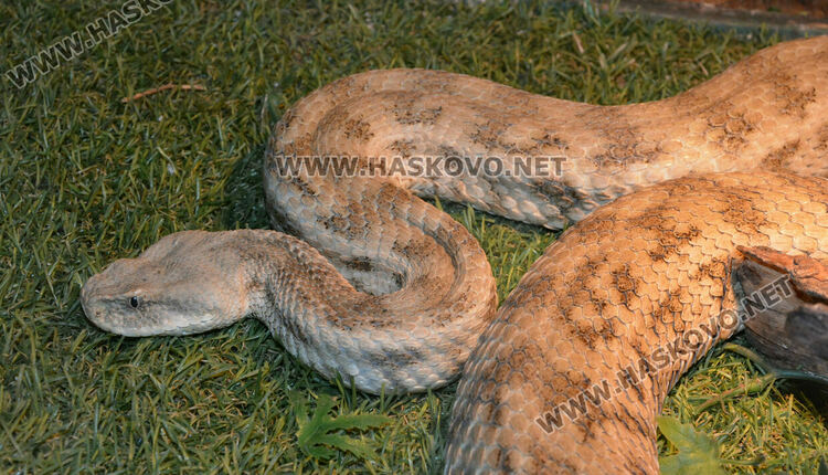 Показват 44 вида влечуги в Хасково, сред тях е най-отровната змия в Индия