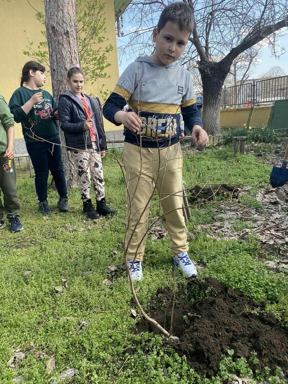 Ученици засадиха храсти в двора на училището си