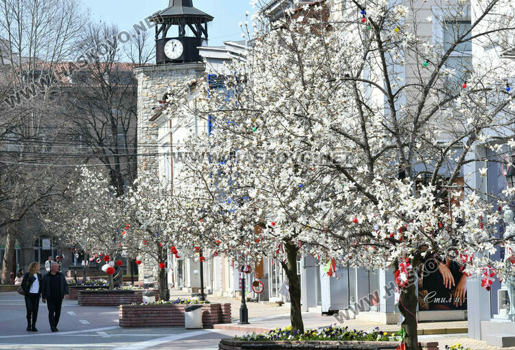 Магнолиите разкрасиха центъра на Хасково