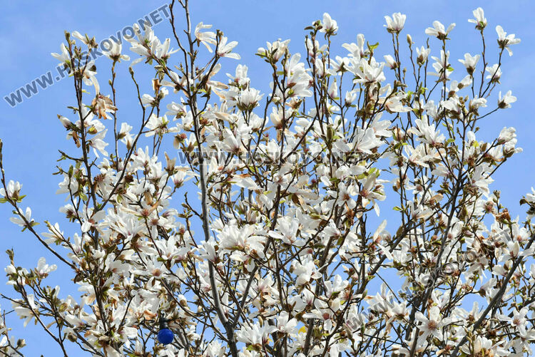 Магнолиите разкрасиха центъра на Хасково