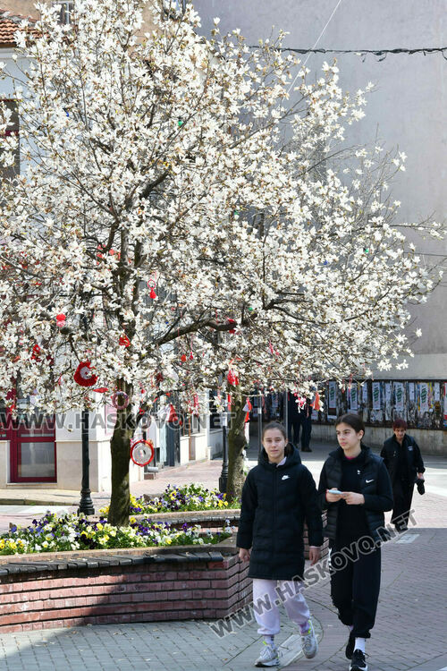 Магнолиите разкрасиха центъра на Хасково