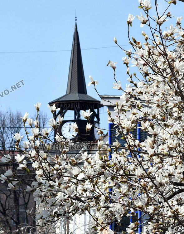 Магнолиите разкрасиха центъра на Хасково