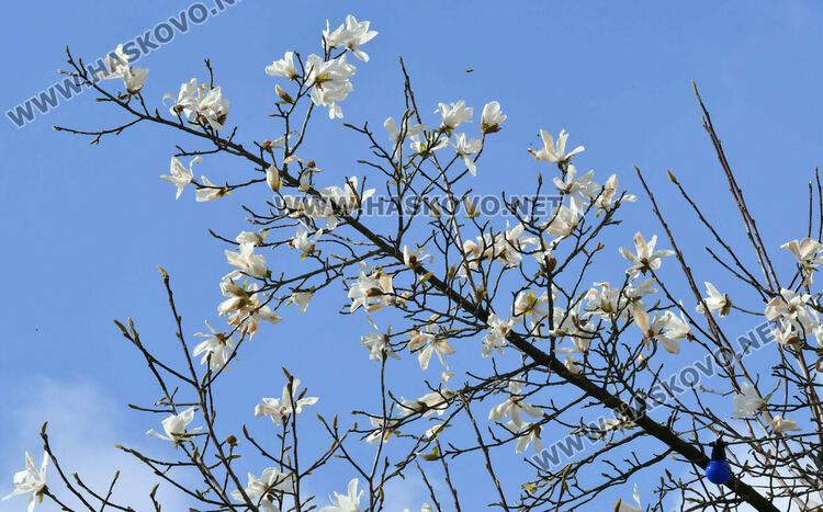 Магнолиите разкрасиха центъра на Хасково