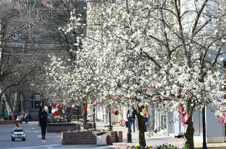 Магнолиите разкрасиха центъра на Хасково