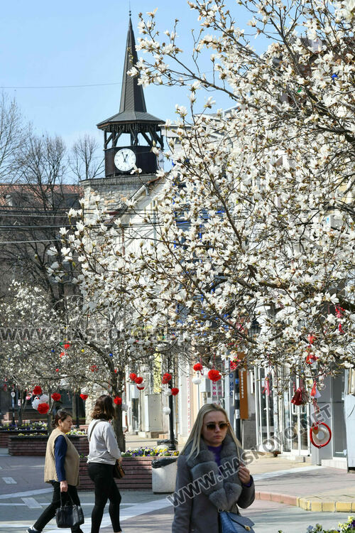 Магнолиите разкрасиха центъра на Хасково