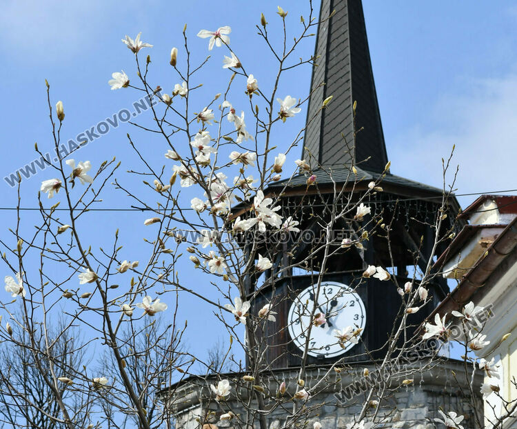 Магнолиите разкрасиха центъра на Хасково