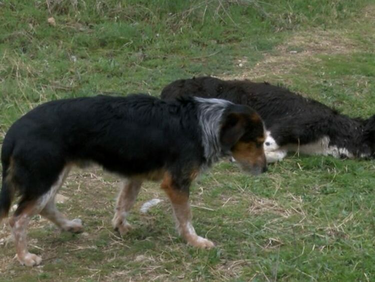 Полицията започна разследване срещу мъж, който стрелял по кучета пред жилищен блок в Перник