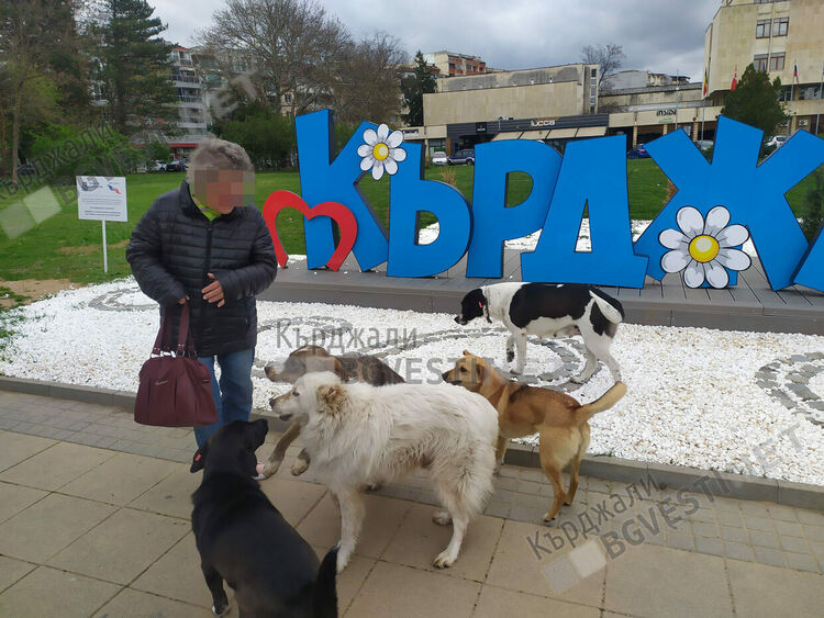  Кърджалийка осъди Община Кърджали за 14 бона обезщетение, безстопанствени кучета късали месо от подбедрицата й