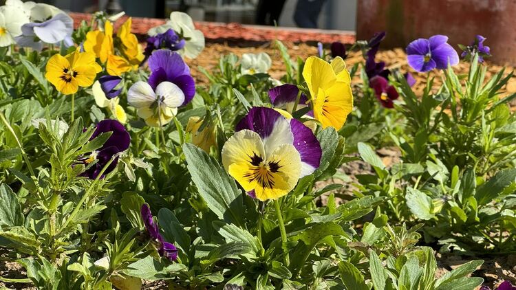 Слънчево и топло през съботния ден