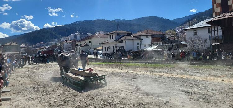 Конете Чильо,Зоро и Тайсън  обраха наградите в състезанията на Тодоровден в Чепеларе / ГАЛЕРЕРИЯ/