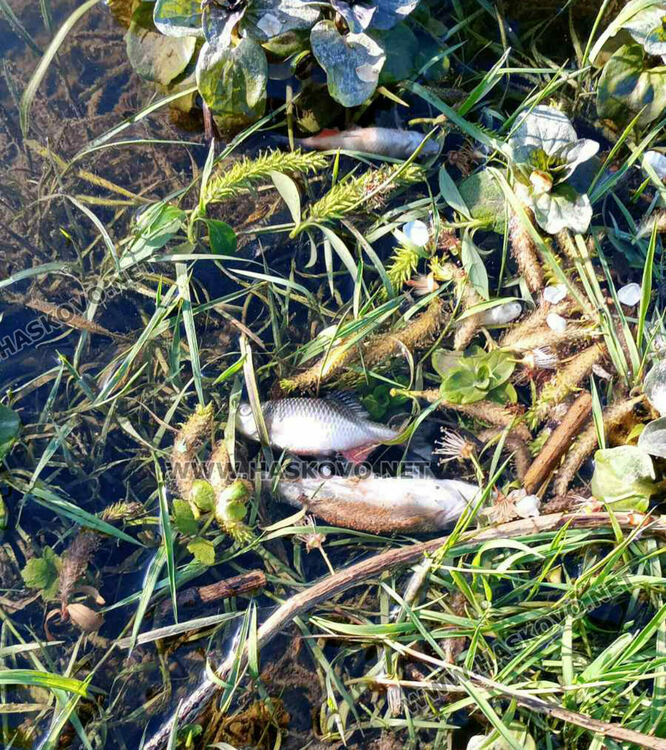 Пореден сигнал за умряла риба в река край село Добрич 