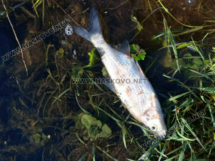 Пореден сигнал за умряла риба в река край село Добрич 