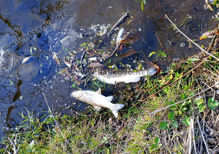 Пореден сигнал за умряла риба в река в Хасковско
