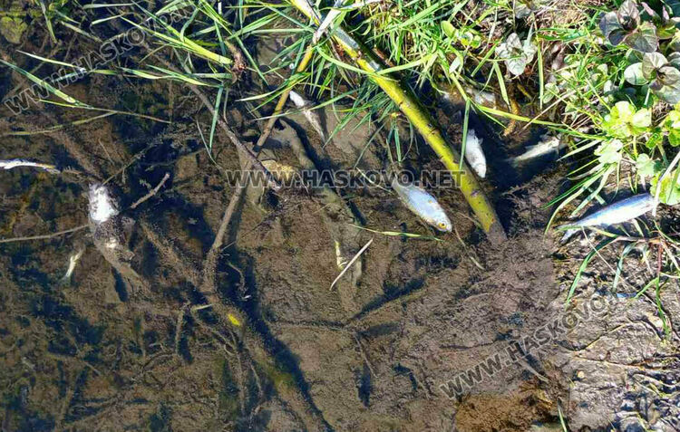 Пореден сигнал за умряла риба в река край село Добрич 