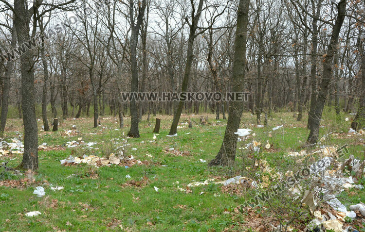 Хасковлия: Сметище се образува в гора, отсичат и дърветата
