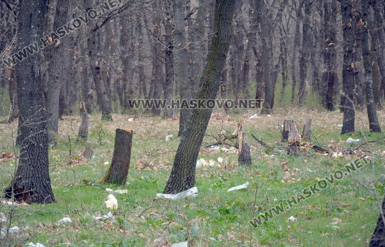 Хасковлия: Сметище се образува в гора, отсичат и дърветата