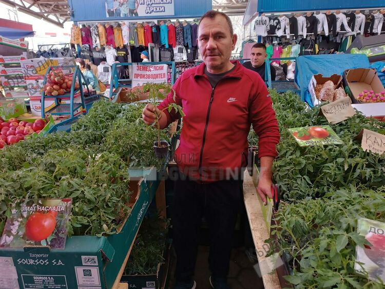Опашки за разсад за домати на Пазара в Кърджали, търговците не смогват да зареждат със стока
