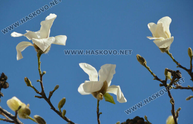 Южна пролет в Хасково